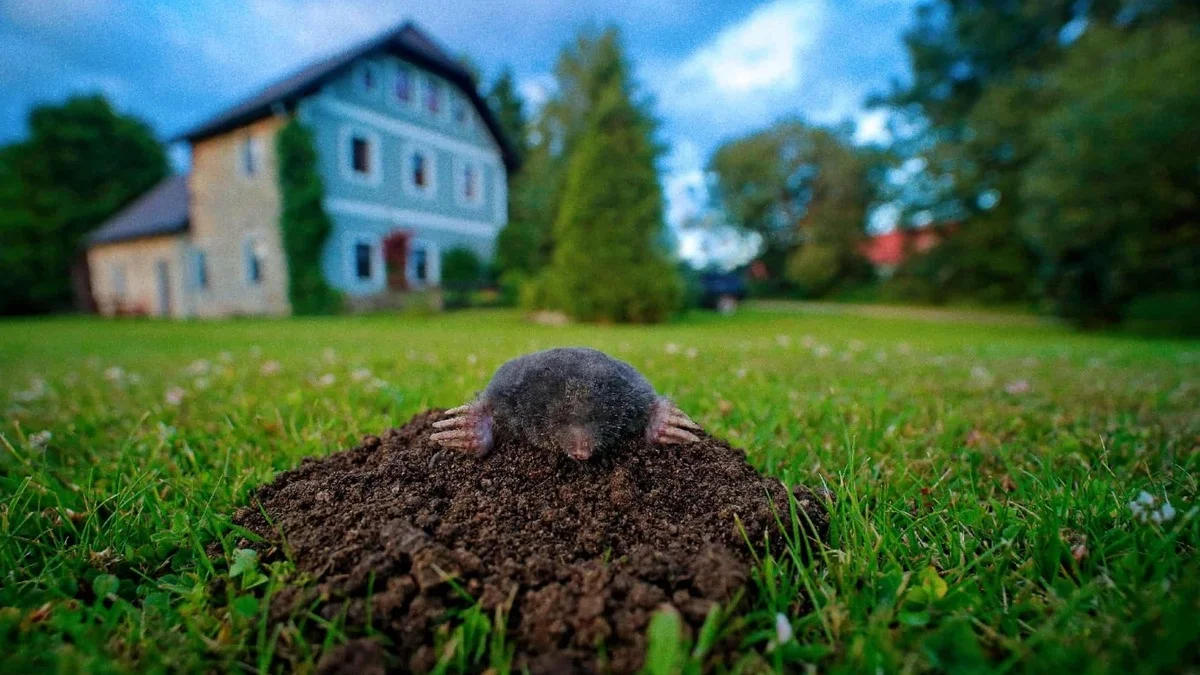 Muldvarpen på plenen er ikkje fienden – éin feil kan øydeleggje den skjulte hjelpa