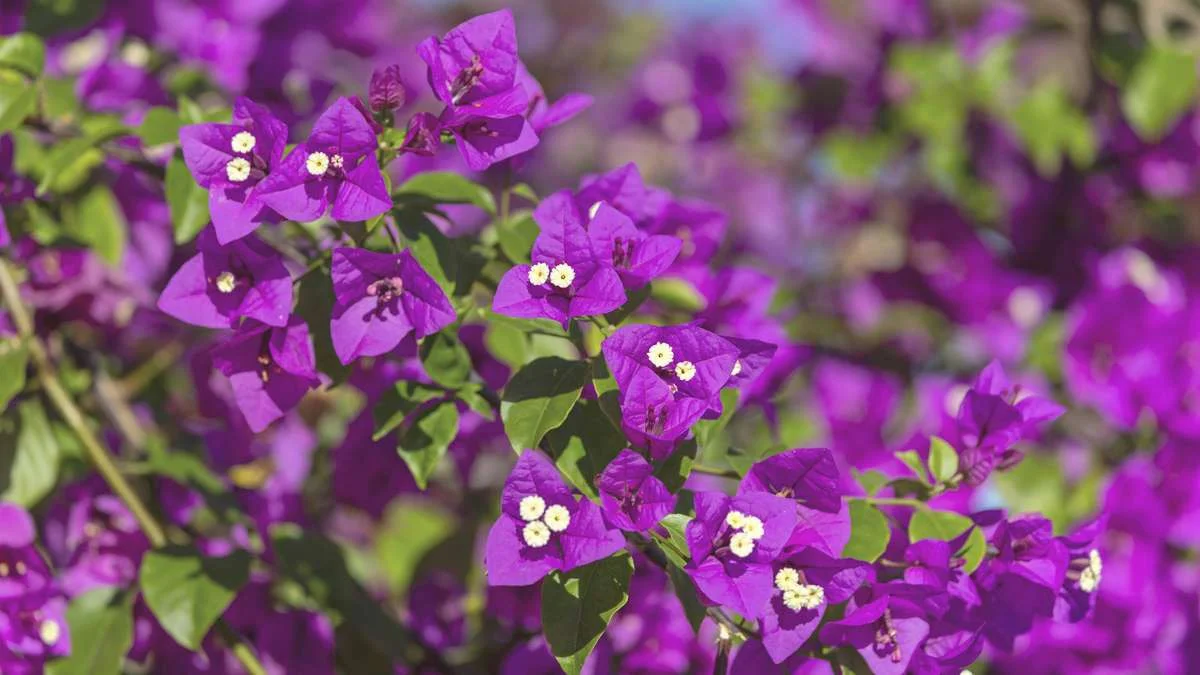 Når bougainvilleaen streikjar: Slik får planta til å veksa og bloma endeleg
